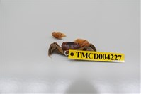 藏品(秀麗長方蟹)的圖片